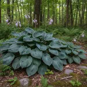Hosta 'Diamond Lake'