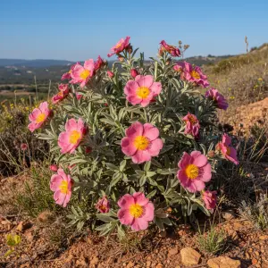 Cistus x pulverulentus 'Sunset'
