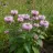 Monarda didyma 'Beauty of Cobham'