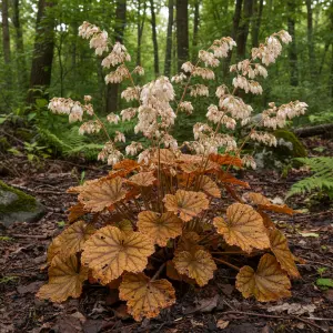 Heuchera 'World Caffe Corretto'