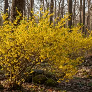 Forsythia × intermedia 'Lynwood Variety'