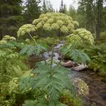 Angelica archangelica