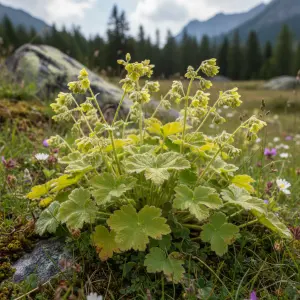 Alchemilla sericata 'Gold Strike'