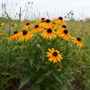Rudbeckia fulgida