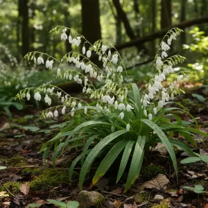 Melica uniflora 'Alba'