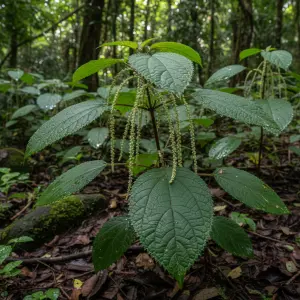 Boehmeria platyphylla