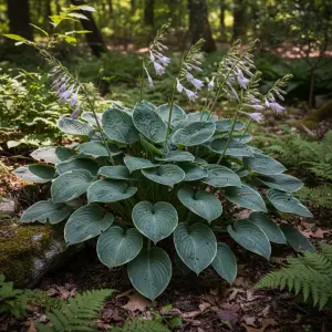Hosta 'Cody'