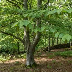 Carpinus betulus