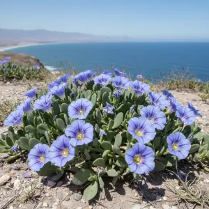 Nolana paradoxa