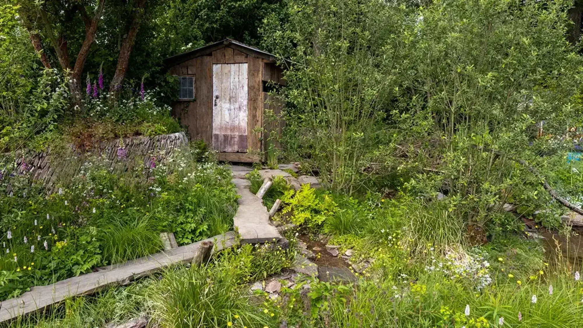 A rustic wooden shed with a weathered white door stands behind lush green foliage and wildflowers, with a small stream and wooden plank path in the foreground.