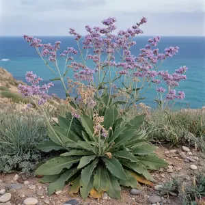 Limonium latifolium