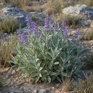Salvia officinalis