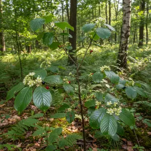 Frangula alnus