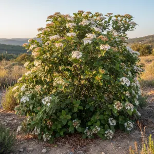 Viburnum tinus