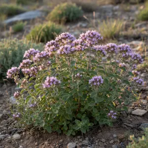 Origanum vulgare