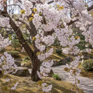 Prunus × yedoensis 'Yoko'