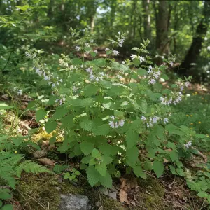 Melissa officinalis