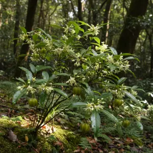 Illicium anisatum