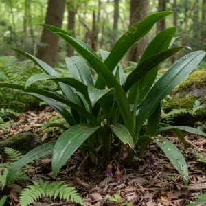 Aspidistra elatior