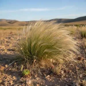 Stipa tenuissima 'Pony Tails'
