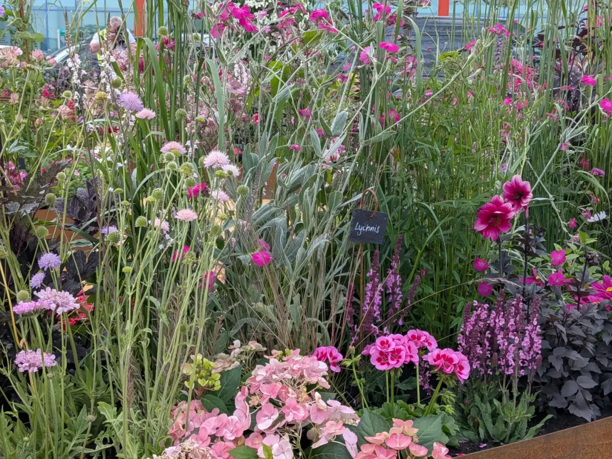 A vibrant showcase garden is filled with abundant pink and purple flowers, including Lychnis and Hydrangeas, interplanted with tall grasses and dark leaves.