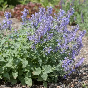 Nepeta 'Walker's Low'