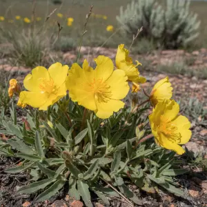 Oenothera missouriensis