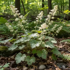 Heuchera villosa 'Chantilly'