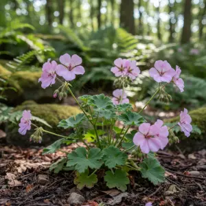 Geranium 'Dreamland'