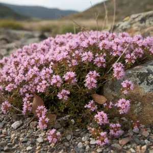 Thymus serpyllum 'Pink Chintz'