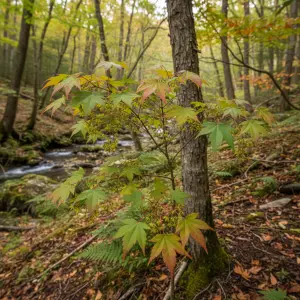 Acer buergerianum