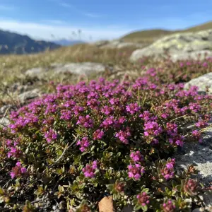 Thymus 'Coccineus'