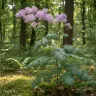Thalictrum aquilegiifolium 'Splendide'