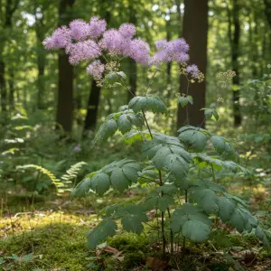 Thalictrum aquilegiifolium 'Splendide'