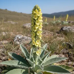 Verbascum