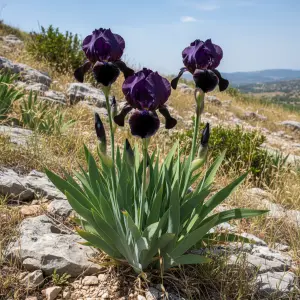 Iris germanica 'Black Swan'