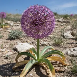 Allium christophii