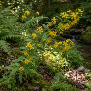 Lysimachia punctata