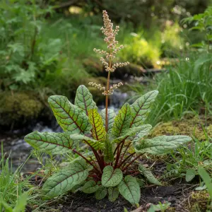 Rumex sanguinea