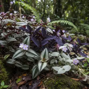 Tradescantia