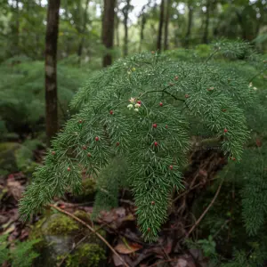 Asparagus setaceus 'Plumosus'