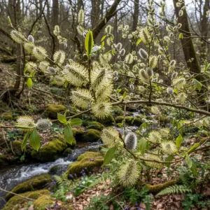 Salix caprea