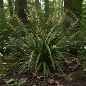 Carex divulsa Schkuhr