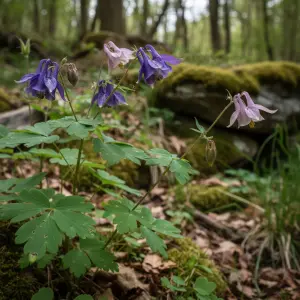 Aquilegia