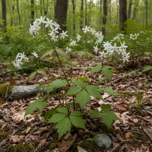 Gillenia trifoliata
