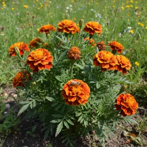 Tagetes patula 'French Aton Bee'