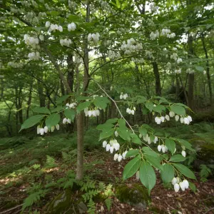 Styrax japonicum