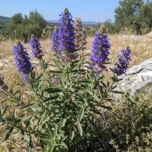 Hyssopus officinalis