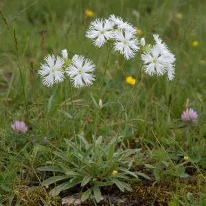 Lychnis flos-cuculi 'Alba'