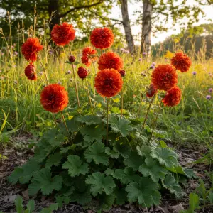 Geum rivale 'Blazing Sunset'